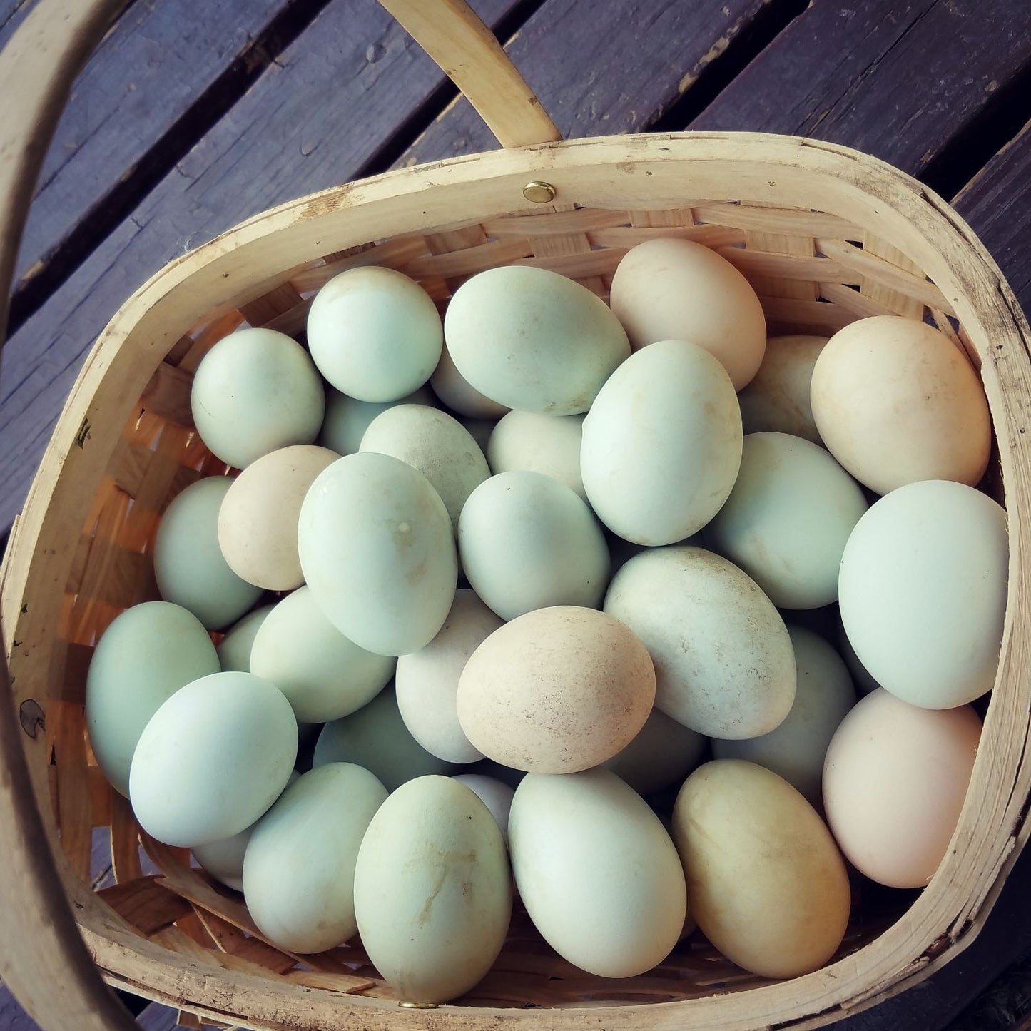 FRESH DUCK EGGS